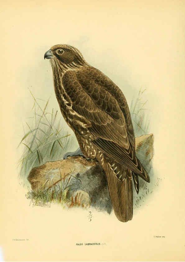 Reproducción/Reproduction 5981520839: Ornithological miscellany V.1 London :Trübner and Co., Bernard Quaritch, R.H. Porter,1876-1878