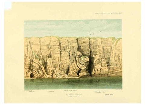 Reproducción/Reproduction 5981540051: Ornithological miscellany V.3 London :Trübner and Co., Bernard Quaritch, R.H. Porter,1876-1878