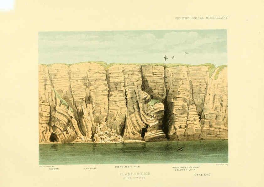 Reproducción/Reproduction 5981540051: Ornithological miscellany V.3 London :Trübner and Co., Bernard Quaritch, R.H. Porter,1876-1878