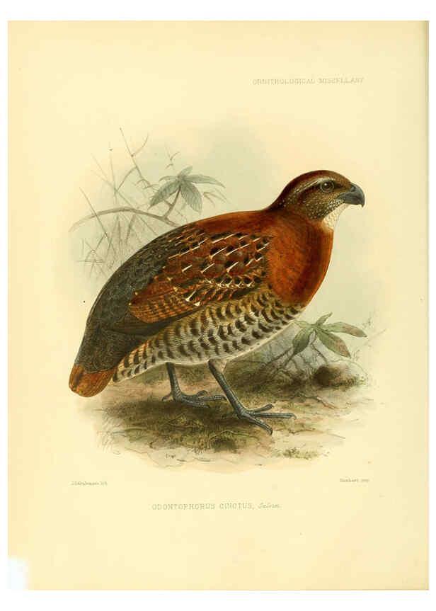 Reproducción/Reproduction 5981540329: Ornithological miscellany V.3 London :Trübner and Co., Bernard Quaritch, R.H. Porter,1876-1878
