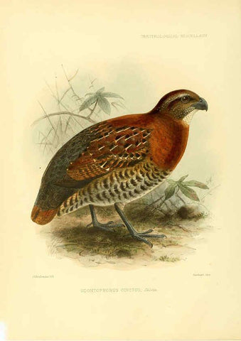 Reproducción/Reproduction 5981540329: Ornithological miscellany V.3 London :Trübner and Co., Bernard Quaritch, R.H. Porter,1876-1878