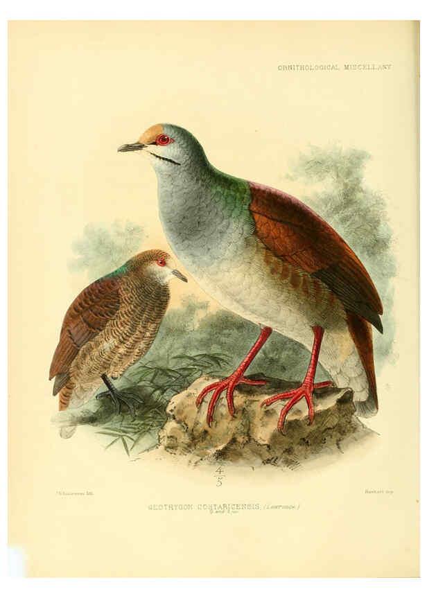Reproducción/Reproduction 5982100260: Ornithological miscellany V.3 London :Trübner and Co., Bernard Quaritch, R.H. Porter,1876-1878
