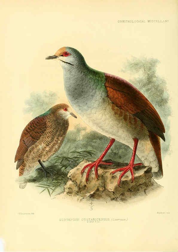 Reproducción/Reproduction 5982100260: Ornithological miscellany V.3 London :Trübner and Co., Bernard Quaritch, R.H. Porter,1876-1878