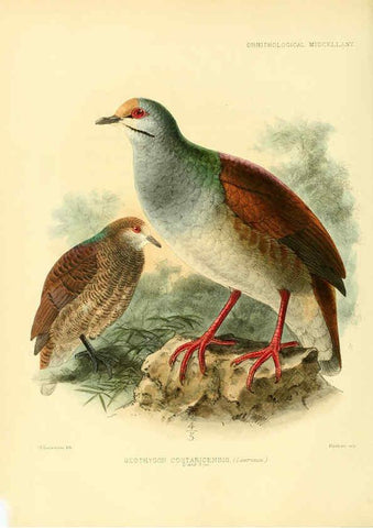 Reproducción/Reproduction 5982100260: Ornithological miscellany V.3 London :Trübner and Co., Bernard Quaritch, R.H. Porter,1876-1878
