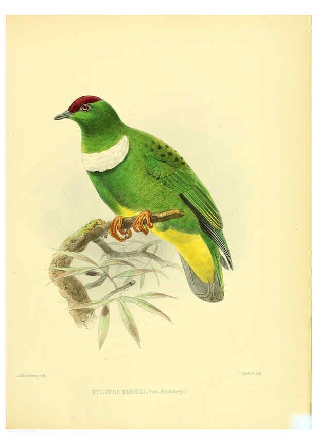 Reproducción/Reproduction 5981540659: Ornithological miscellany V.3 London :Trübner and Co., Bernard Quaritch, R.H. Porter,1876-1878