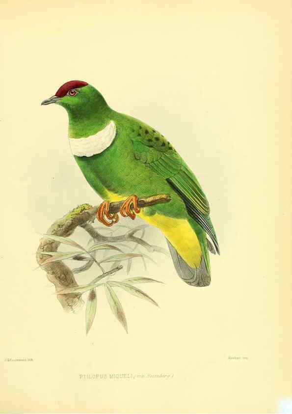 Reproducción/Reproduction 5981540659: Ornithological miscellany V.3 London :Trübner and Co., Bernard Quaritch, R.H. Porter,1876-1878