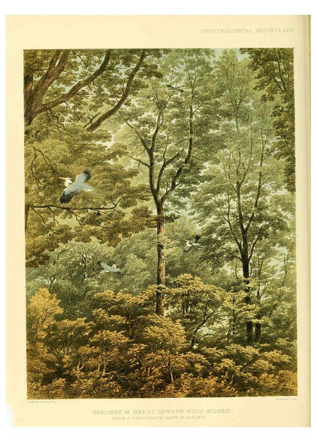 Reproducción/Reproduction 5982101116: Ornithological miscellany V.3 London :Trübner and Co., Bernard Quaritch, R.H. Porter,1876-1878