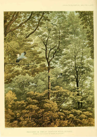 Reproducción/Reproduction 5982101116: Ornithological miscellany V.3 London :Trübner and Co., Bernard Quaritch, R.H. Porter,1876-1878