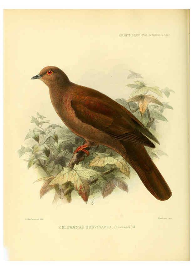 Reproducción/Reproduction 5982101452: Ornithological miscellany V.3 London :Trübner and Co., Bernard Quaritch, R.H. Porter,1876-1878