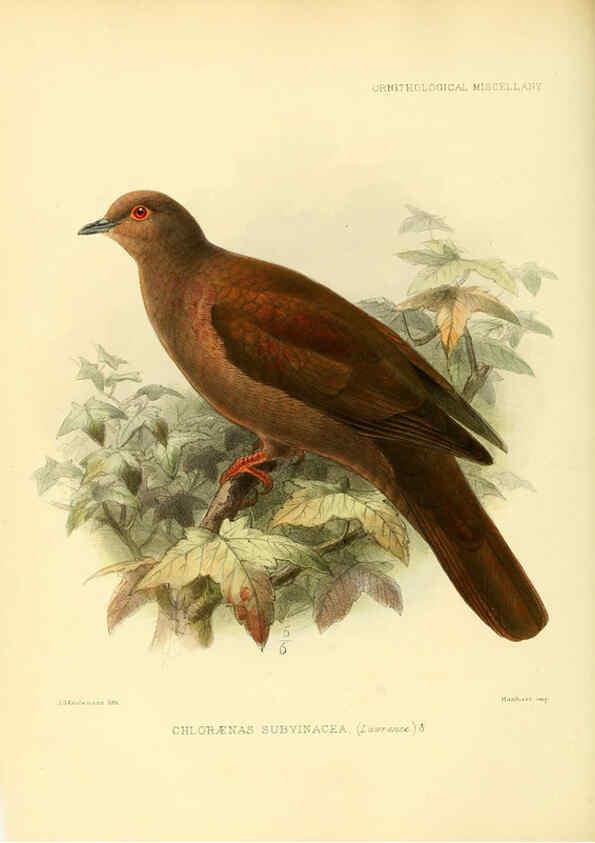 Reproducción/Reproduction 5982101452: Ornithological miscellany V.3 London :Trübner and Co., Bernard Quaritch, R.H. Porter,1876-1878