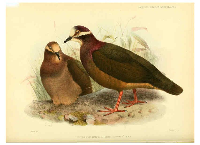 Reproducción/Reproduction 5981541861: Ornithological miscellany V.3 London :Trübner and Co., Bernard Quaritch, R.H. Porter,1876-1878