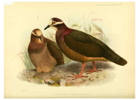 Reproducción/Reproduction 5981541861: Ornithological miscellany V.3 London :Trübner and Co., Bernard Quaritch, R.H. Porter,1876-1878