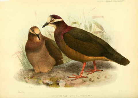 Reproducción/Reproduction 5981541861: Ornithological miscellany V.3 London :Trübner and Co., Bernard Quaritch, R.H. Porter,1876-1878