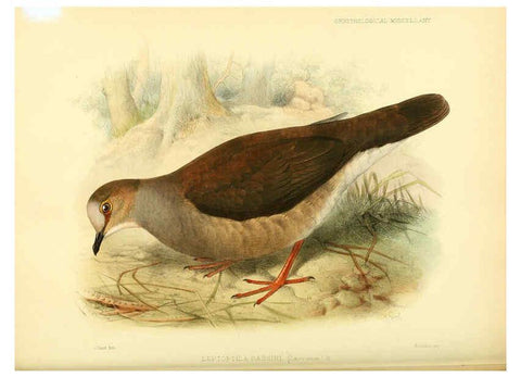 Reproducción/Reproduction 5982101884: Ornithological miscellany V.3 London :Trübner and Co., Bernard Quaritch, R.H. Porter,1876-1878