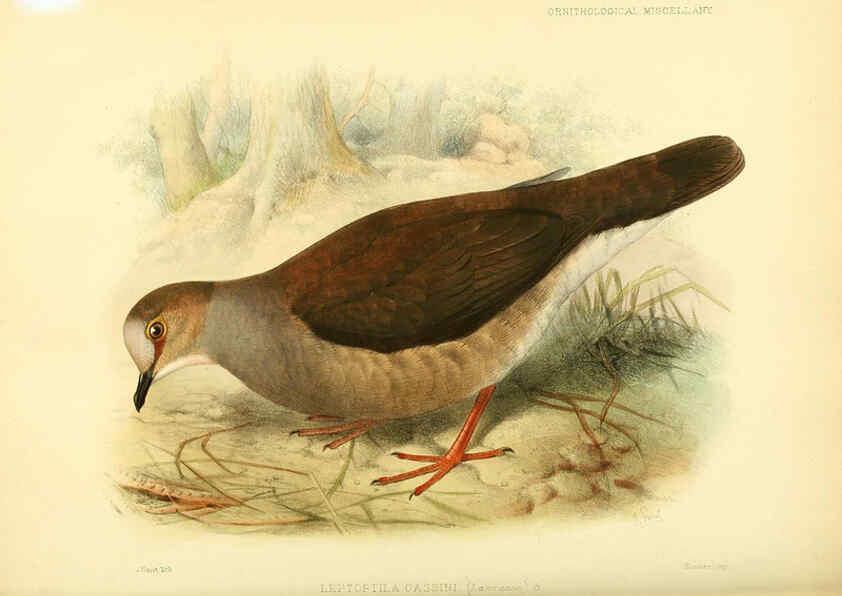 Reproducción/Reproduction 5982101884: Ornithological miscellany V.3 London :Trübner and Co., Bernard Quaritch, R.H. Porter,1876-1878