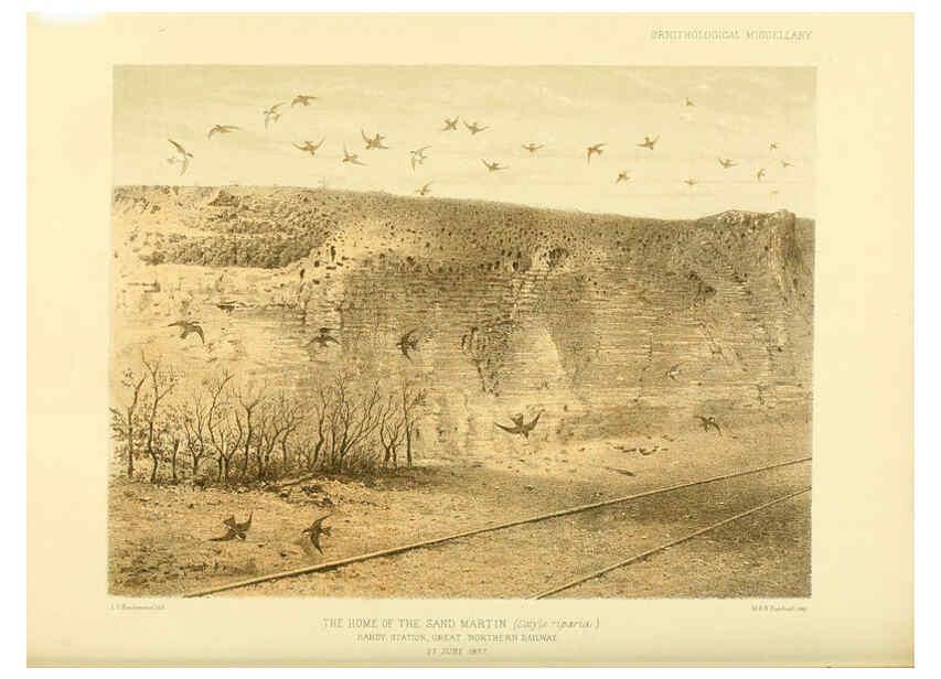 Reproducción/Reproduction 5981542251: Ornithological miscellany V.3 London :Trübner and Co., Bernard Quaritch, R.H. Porter,1876-1878