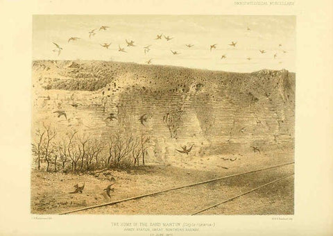 Reproducción/Reproduction 5981542251: Ornithological miscellany V.3 London :Trübner and Co., Bernard Quaritch, R.H. Porter,1876-1878