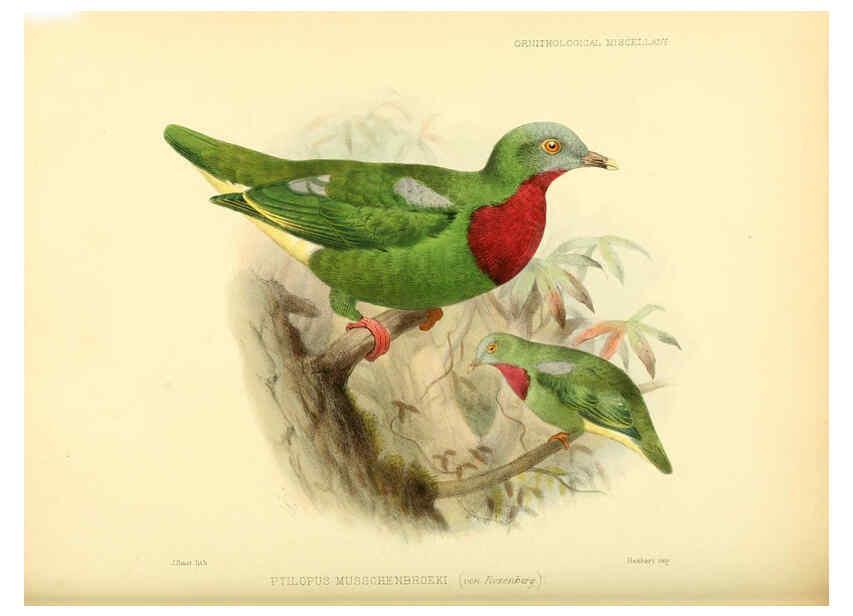 Reproducción/Reproduction 5981542577: Ornithological miscellany V.3 London :Trübner and Co., Bernard Quaritch, R.H. Porter,1876-1878
