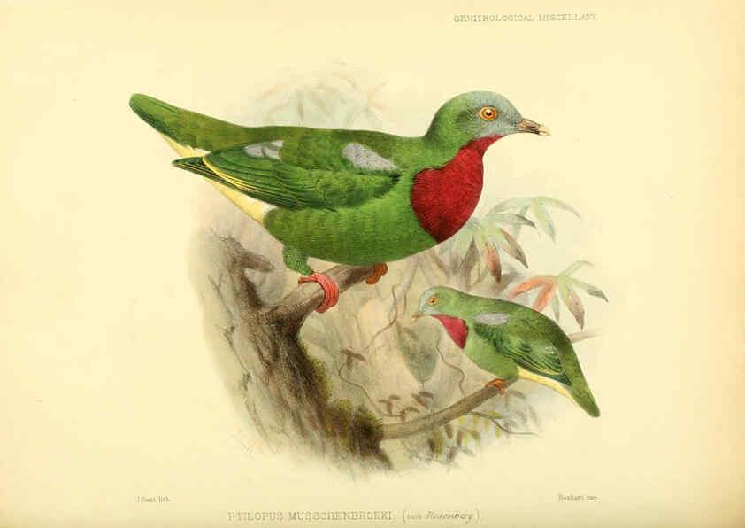 Reproducción/Reproduction 5981542577: Ornithological miscellany V.3 London :Trübner and Co., Bernard Quaritch, R.H. Porter,1876-1878