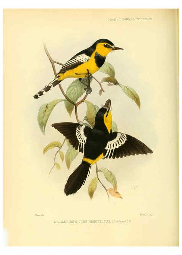 Reproducción/Reproduction 5981543407: Ornithological miscellany V.3 London :Trübner and Co., Bernard Quaritch, R.H. Porter,1876-1878