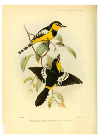 Reproducción/Reproduction 5981543407: Ornithological miscellany V.3 London :Trübner and Co., Bernard Quaritch, R.H. Porter,1876-1878