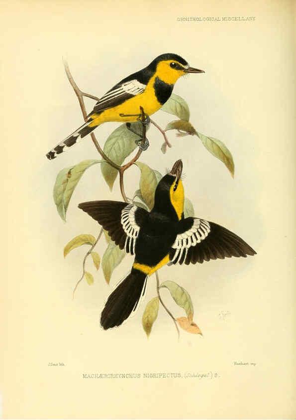 Reproducción/Reproduction 5981543407: Ornithological miscellany V.3 London :Trübner and Co., Bernard Quaritch, R.H. Porter,1876-1878