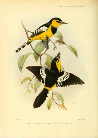 Reproducción/Reproduction 5981543407: Ornithological miscellany V.3 London :Trübner and Co., Bernard Quaritch, R.H. Porter,1876-1878