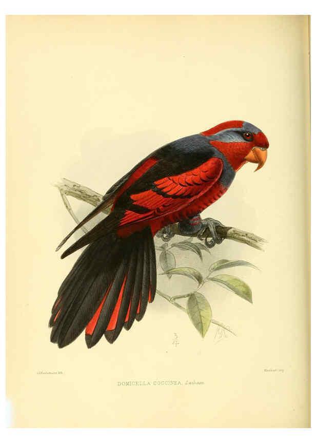 Reproducción/Reproduction 5981543603: Ornithological miscellany V.3 London :Trübner and Co., Bernard Quaritch, R.H. Porter,1876-1878