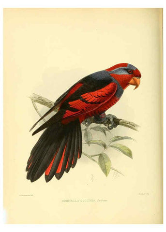 Reproducción/Reproduction 5981543603: Ornithological miscellany V.3 London :Trübner and Co., Bernard Quaritch, R.H. Porter,1876-1878