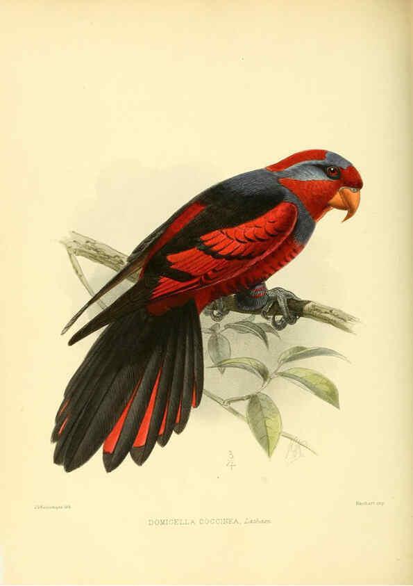 Reproducción/Reproduction 5981543603: Ornithological miscellany V.3 London :Trübner and Co., Bernard Quaritch, R.H. Porter,1876-1878