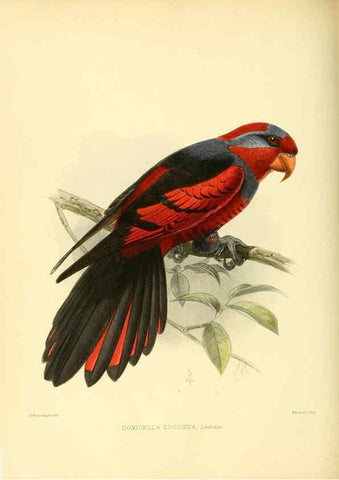 Reproducción/Reproduction 5981543603: Ornithological miscellany V.3 London :Trübner and Co., Bernard Quaritch, R.H. Porter,1876-1878