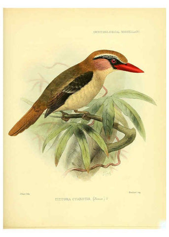 Reproducción/Reproduction 5981543925: Ornithological miscellany V.3 London :Trübner and Co., Bernard Quaritch, R.H. Porter,1876-1878