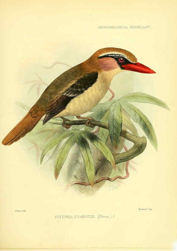 Reproducción/Reproduction 5981543925: Ornithological miscellany V.3 London :Trübner and Co., Bernard Quaritch, R.H. Porter,1876-1878