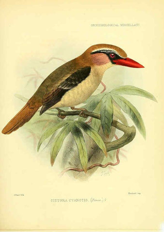 Reproducción/Reproduction 5981543925: Ornithological miscellany V.3 London :Trübner and Co., Bernard Quaritch, R.H. Porter,1876-1878