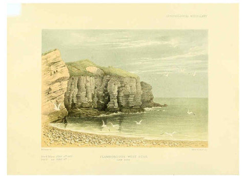 Reproducción/Reproduction 5981539779: Ornithological miscellany V.3 London :Trübner and Co., Bernard Quaritch, R.H. Porter,1876-1878
