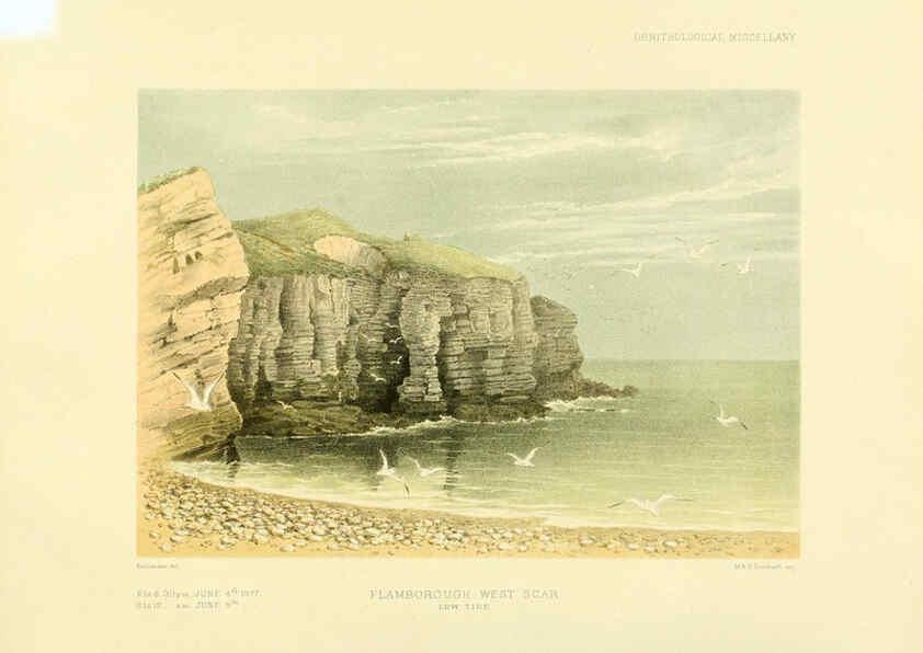 Reproducción/Reproduction 5981539779: Ornithological miscellany V.3 London :Trübner and Co., Bernard Quaritch, R.H. Porter,1876-1878