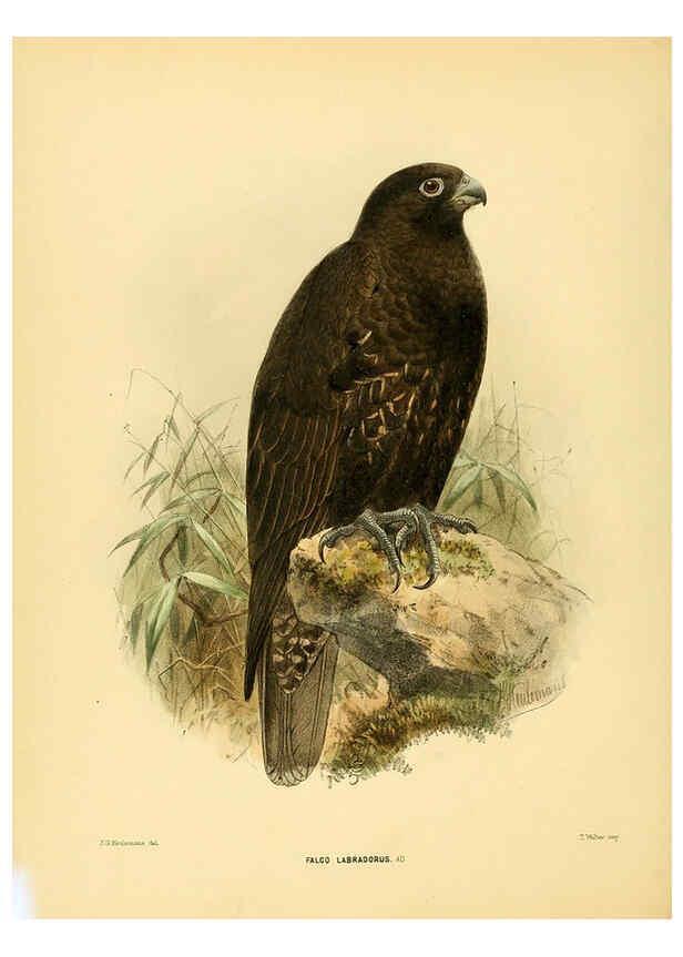 Reproducción/Reproduction 5981520529: Ornithological miscellany V.1 London :Trübner and Co., Bernard Quaritch, R.H. Porter,1876-1878