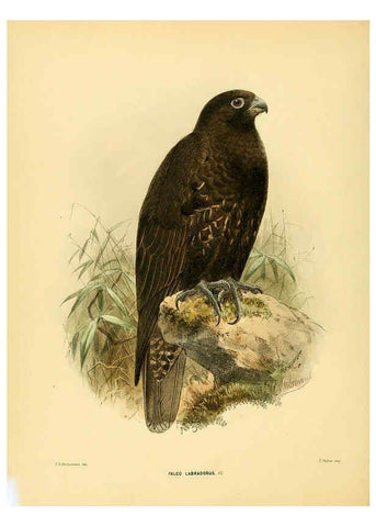 Reproducción/Reproduction 5981520529: Ornithological miscellany V.1 London :Trübner and Co., Bernard Quaritch, R.H. Porter,1876-1878