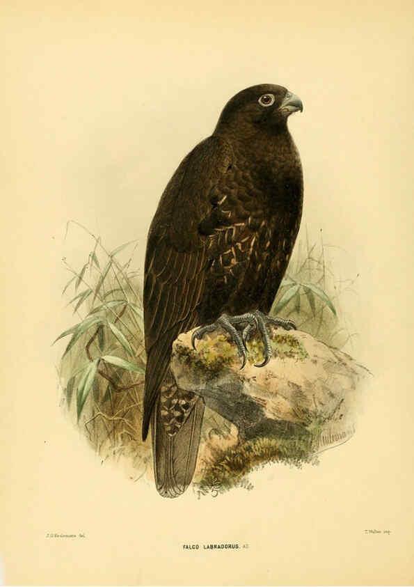 Reproducción/Reproduction 5981520529: Ornithological miscellany V.1 London :Trübner and Co., Bernard Quaritch, R.H. Porter,1876-1878
