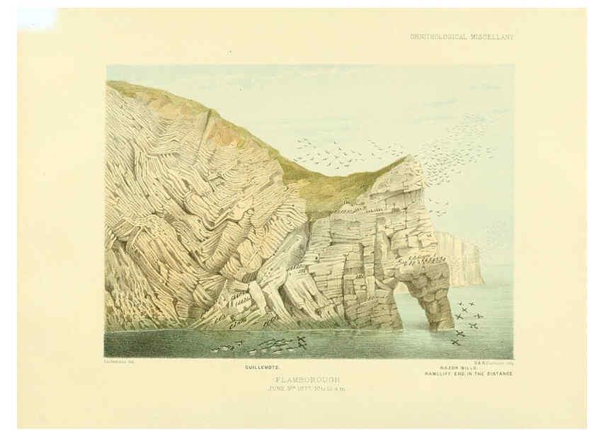 Reproducción/Reproduction 5981539559: Ornithological miscellany V.3 London :Trübner and Co., Bernard Quaritch, R.H. Porter,1876-1878