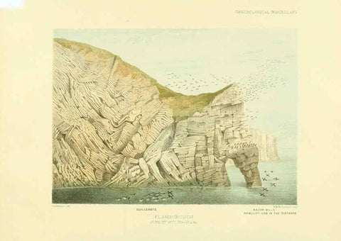 Reproducción/Reproduction 5981539559: Ornithological miscellany V.3 London :Trübner and Co., Bernard Quaritch, R.H. Porter,1876-1878