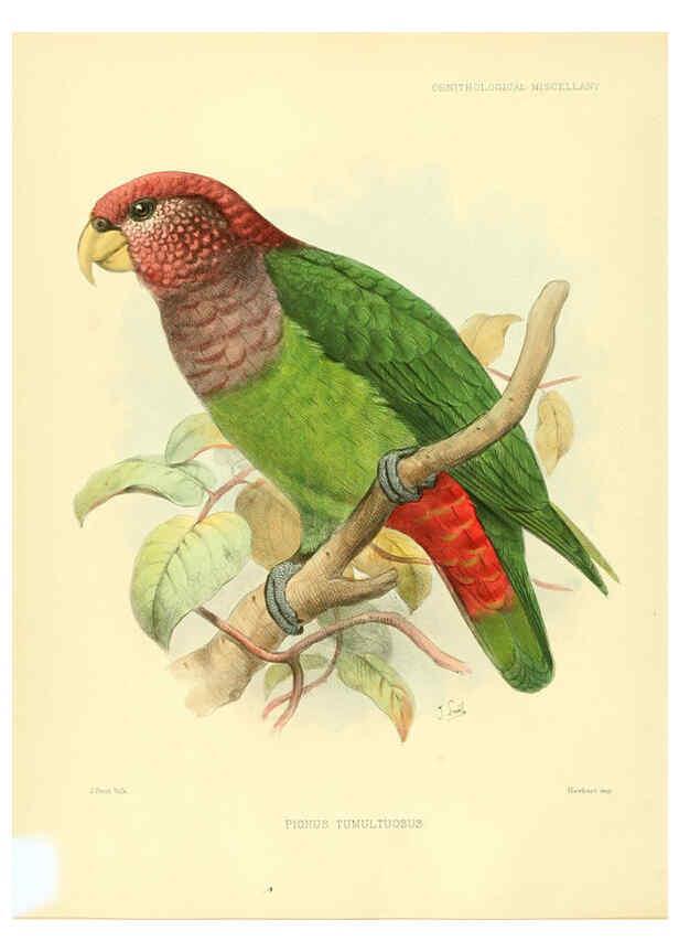 Reproducción/Reproduction 5982098756: Ornithological miscellany V.3 London :Trübner and Co., Bernard Quaritch, R.H. Porter,1876-1878