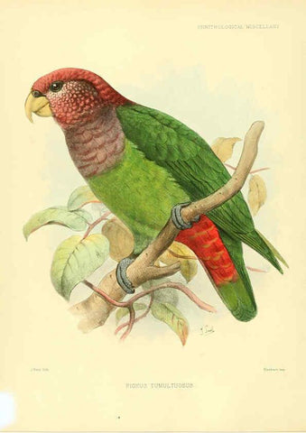 Reproducción/Reproduction 5982098756: Ornithological miscellany V.3 London :Trübner and Co., Bernard Quaritch, R.H. Porter,1876-1878