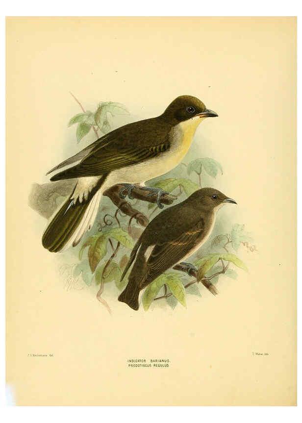 Reproducción/Reproduction 5981521169: Ornithological miscellany V.1 London :Trübner and Co., Bernard Quaritch, R.H. Porter,1876-1878
