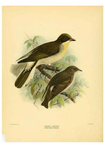 Reproducción/Reproduction 5981521169: Ornithological miscellany V.1 London :Trübner and Co., Bernard Quaritch, R.H. Porter,1876-1878