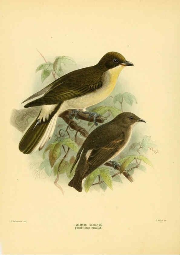 Reproducción/Reproduction 5981521169: Ornithological miscellany V.1 London :Trübner and Co., Bernard Quaritch, R.H. Porter,1876-1878