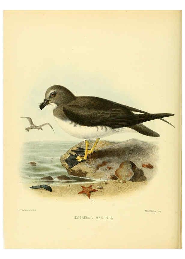 Reproducción/Reproduction 5982081664: Ornithological miscellany V.1 London :Trübner and Co., Bernard Quaritch, R.H. Porter,1876-1878