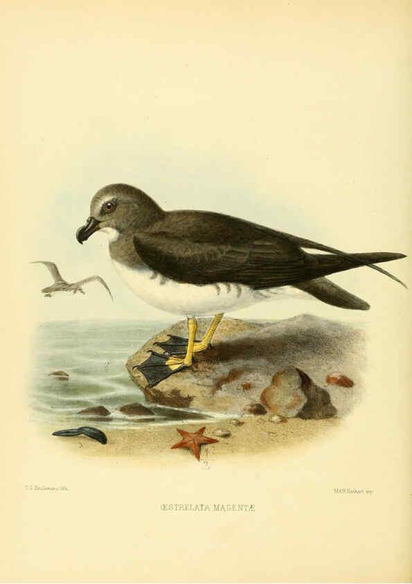 Reproducción/Reproduction 5982081664: Ornithological miscellany V.1 London :Trübner and Co., Bernard Quaritch, R.H. Porter,1876-1878