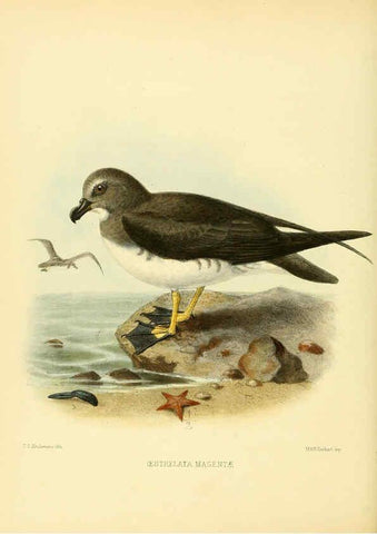 Reproducción/Reproduction 5982081664: Ornithological miscellany V.1 London :Trübner and Co., Bernard Quaritch, R.H. Porter,1876-1878
