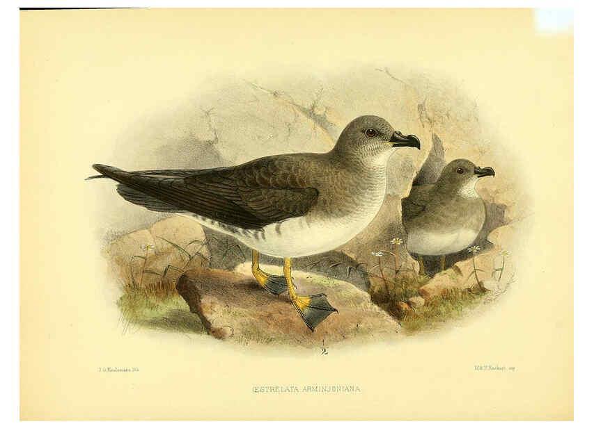Reproducción/Reproduction 5981522839: Ornithological miscellany V.1 London :Trübner and Co., Bernard Quaritch, R.H. Porter,1876-1878